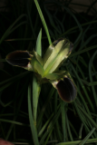 Iris tuberosa RCP1-08 008.jpg